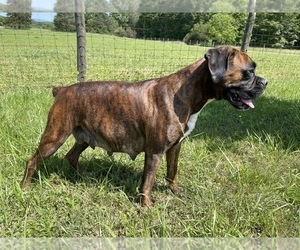 Mother of the Boxer puppies born on 05/31/2023