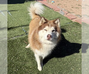 Freddy K - Male Siberian Husky Dog for Adoption - Photo #3