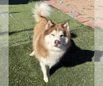 Small Photo #3 Siberian Husky Puppy For Sale in Omaha, NE, USA