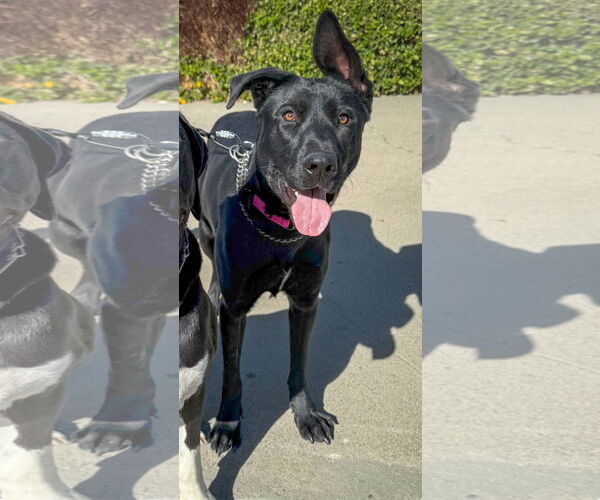 Medium Photo #2 Shepradors Puppy For Sale in San Diego, CA, USA