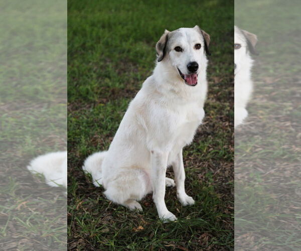 Medium Photo #13 Great Pyrenees Puppy For Sale in Dallas, TX, USA