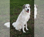Small #12 Great Pyrenees