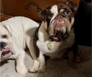 Mother of the Bulldog puppies born on 08/15/2026