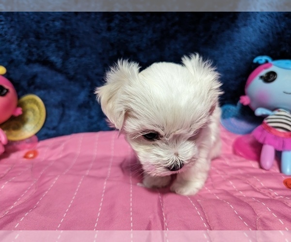 Medium Photo #6 Maltese Puppy For Sale in OCALA, FL, USA