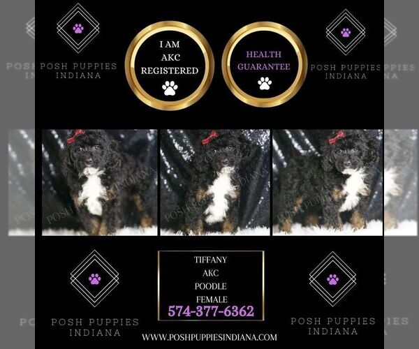 Medium Photo #2 Poodle (Toy) Puppy For Sale in WARSAW, IN, USA