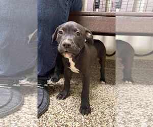 American Pit Bull Terrier-Labrador Retriever Mix Dogs for adoption in Roxboro, NC, USA