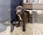 Small American Pit Bull Terrier-Labrador Retriever Mix