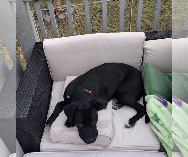 Medium Photo #14 Labrador Retriever-Unknown Mix Puppy For Sale in Fargo, ND, USA