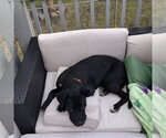 Small #13 Labrador Retriever Mix