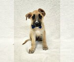 Small Mutt
