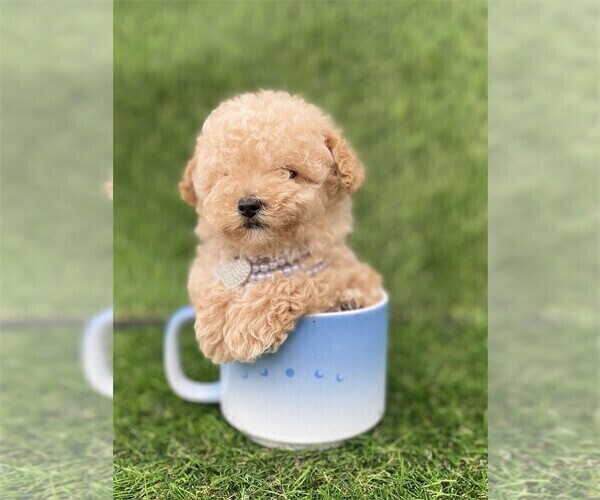 Medium Photo #1 Poodle (Toy) Puppy For Sale in BEVERLY HILLS, CA, USA