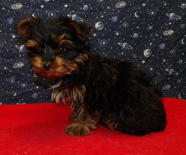 Medium Photo #16 Yorkshire Terrier Puppy For Sale in PATERSON, NJ, USA