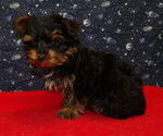 Small Photo #16 Yorkshire Terrier Puppy For Sale in PATERSON, NJ, USA