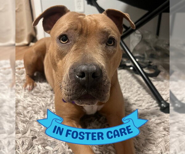 Medium Photo #4 American Staffordshire Terrier Puppy For Sale in Tallahassee, FL, USA