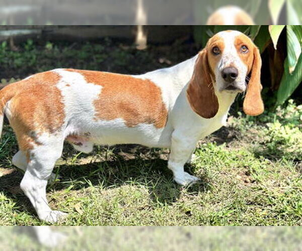 Medium Photo #3 Basset Hound Puppy For Sale in Deepwater, NJ, USA