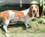 Small #2 Basset Hound
