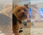 Small Photo #1 Morkie Puppy For Sale in CONCORD, CA, USA
