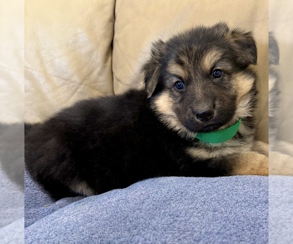 Medium Photo #19 German Shepherd Dog Puppy For Sale in BRIGHTON, CO, USA