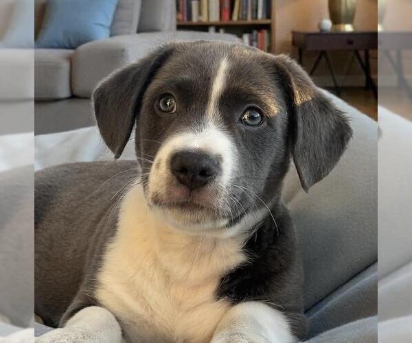 Medium Photo #4 Mutt Puppy For Sale in San Diego, CA, USA