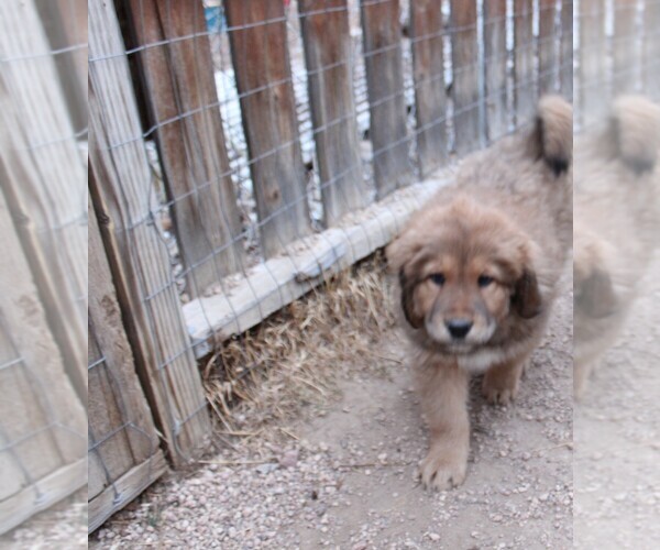 Medium Photo #4 Tibetan Mastiff Puppy For Sale in MONUMENT, CO, USA