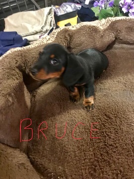 Medium Photo #1 Dachshund Puppy For Sale in EIGHTY FOUR, PA, USA