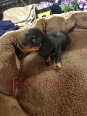 Dachshund Puppy for sale in EIGHTY FOUR, PA, USA