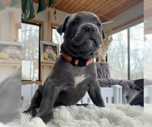 Medium American Pit Bull Terrier