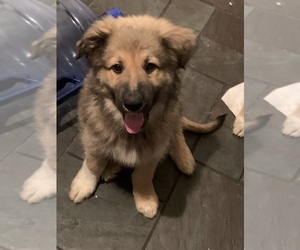 German Shepherd Dog-Great Pyrenees Mix Puppy for sale in TABERNACLE, NJ, USA