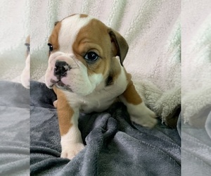 English Bulldog Puppy for sale in JOHNS ISLAND, SC, USA