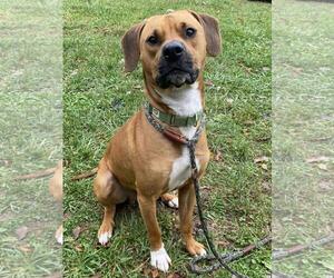 Mutt Dogs for adoption in Front Royal, VA, USA