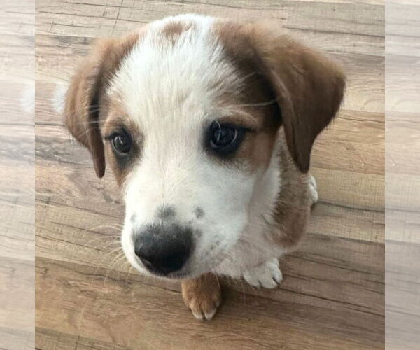 Medium Photo #2 Mutt Puppy For Sale in Laramie, WY, USA