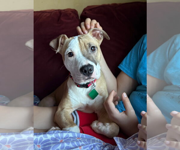 Medium Photo #1 Mutt Puppy For Sale in Clarkston, MI, USA