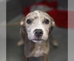 Small American Staffordshire Terrier Mix