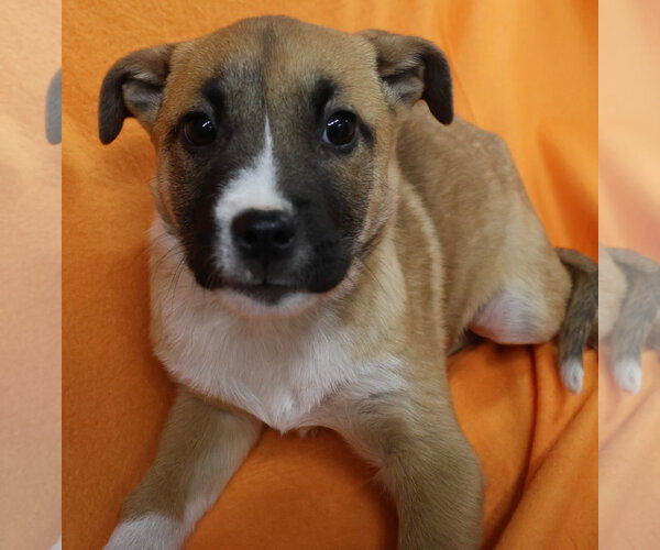 Medium Photo #12 Shepradors Puppy For Sale in Princeton, MN, USA