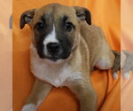 Small Photo #12 Shepradors Puppy For Sale in Princeton, MN, USA