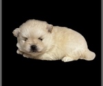Image preview for Ad Listing. Nickname: Litter of 3