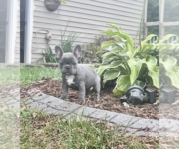 Medium Photo #4 French Bulldog Puppy For Sale in MILLVILLE, MN, USA