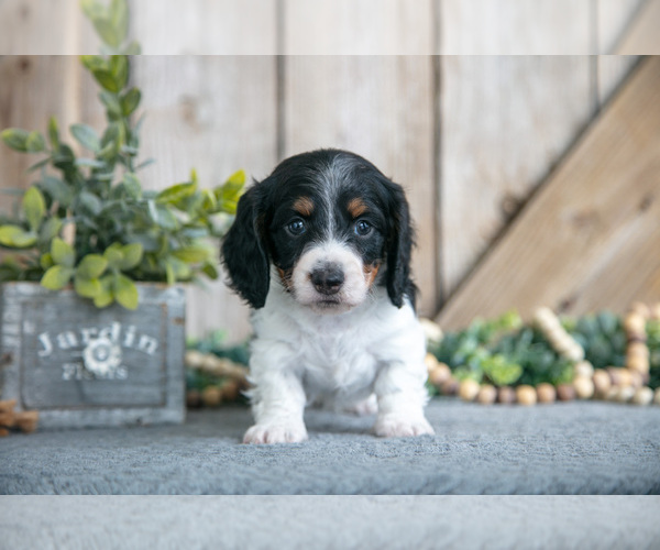 Medium Photo #2 Dachshund Puppy For Sale in GREENWICH, OH, USA