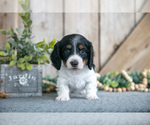 Small #1 Dachshund