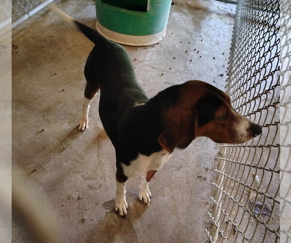 Medium Photo #2 Treeing Walker Coonhound Puppy For Sale in Foristell, MO, USA