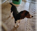 Small #1 Treeing Walker Coonhound