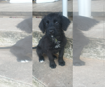 Small #12 Mutt
