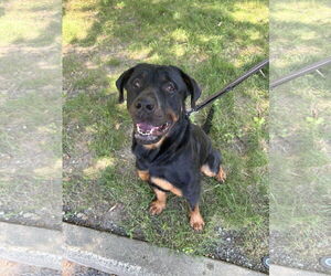 Rottweiler-Unknown Mix Dogs for adoption in Westwood, NJ, USA