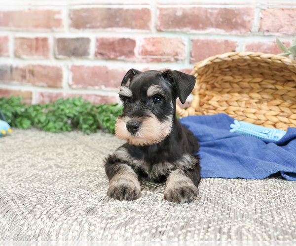 Medium Photo #2 Schnauzer (Miniature) Puppy For Sale in SYRACUSE, IN, USA