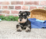 Small #1 Schnauzer (Miniature)
