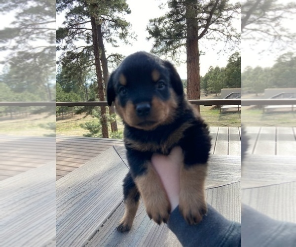 Medium Photo #6 Rottweiler Puppy For Sale in ELBERT, CO, USA