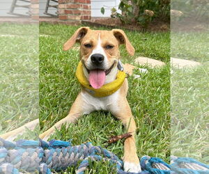 Beagle-Unknown Mix Dogs for adoption in Dunnellon, FL, USA