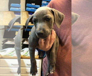 Medium American Pit Bull Terrier-Labrador Retriever Mix