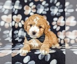 Small Photo #7 Cocker Spaniel-Poodle (Miniature) Mix Puppy For Sale in NEW HOLLAND, PA, USA