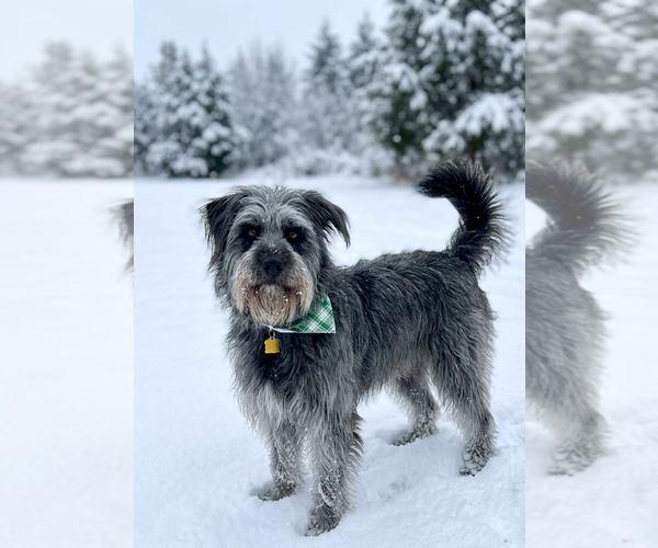 Medium Photo #3 Bearded Collie-Unknown Mix Puppy For Sale in Genesee, WI, USA